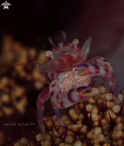 A Soft Coral Crab