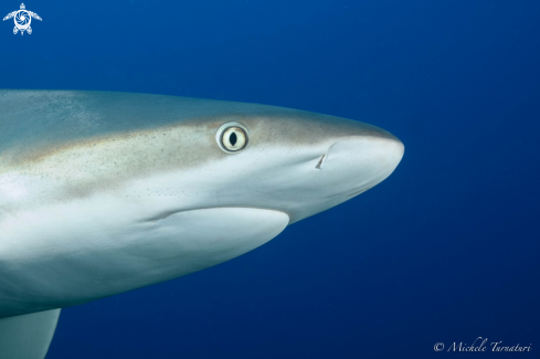 A Reef Shark