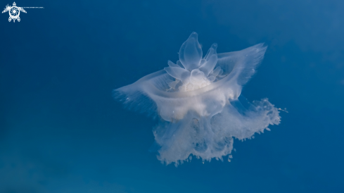 A Crown Jellyfish