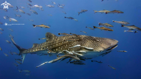 A Whale Shark