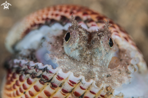 A Coconut octopus under the red focus light.