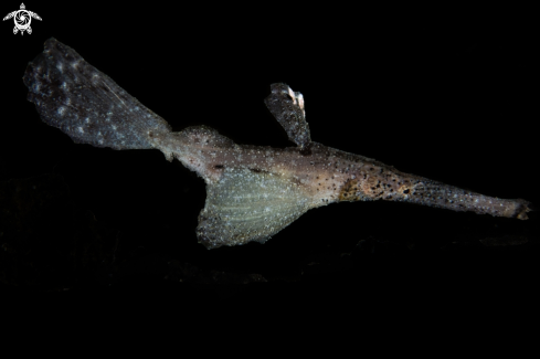 A Robust ghost pipefish