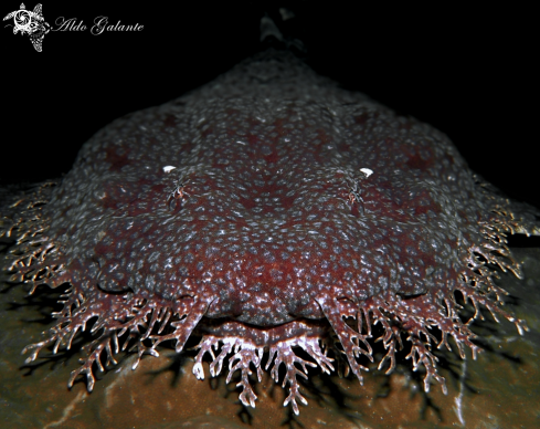 A Tasselled Wobbegong Shark