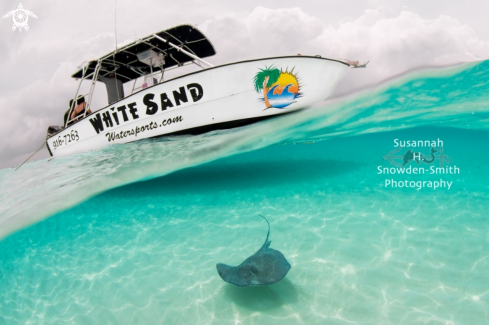 A Stingray Sandbar