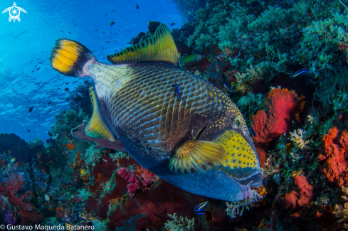 A Balistoides viridescens | Titan triggerfish