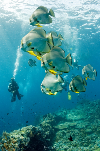 A Platax orbicularis | Bat Fish