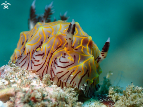 A Nudibranch