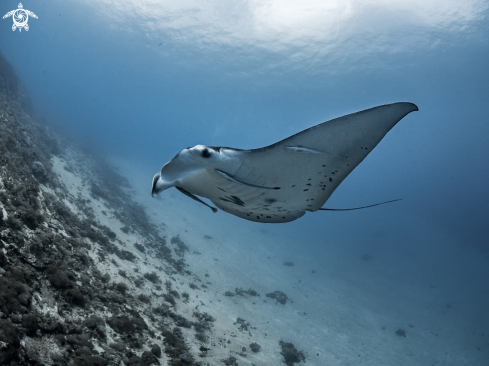 A Manta alfredi  | Manta Ray