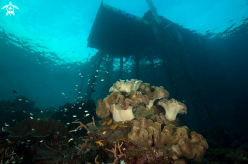 A life under Jetty