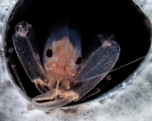 A Thaumastocaris streptopus