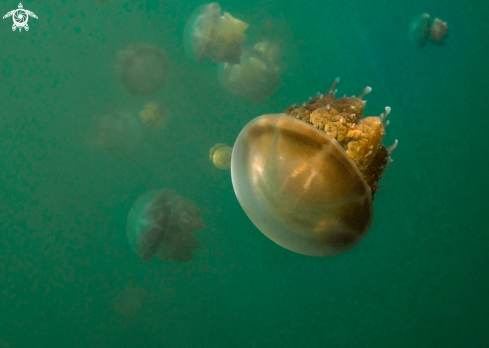 A Jellyfish lake