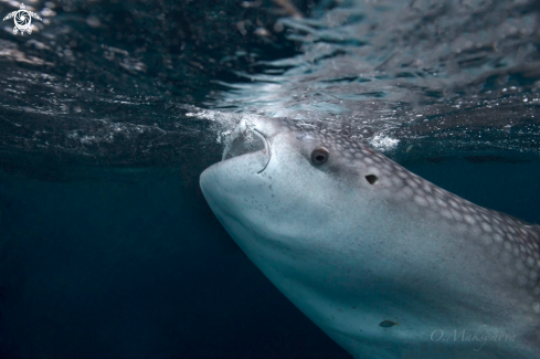 A Whale Shark