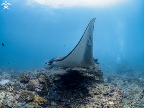 A Manta Ray