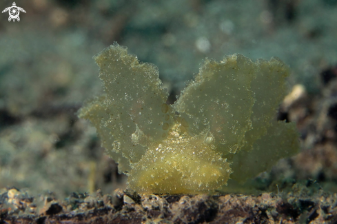 A Nudibranch Melibe viridis