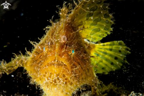 A Antennarius stratus | Hairy frogfish