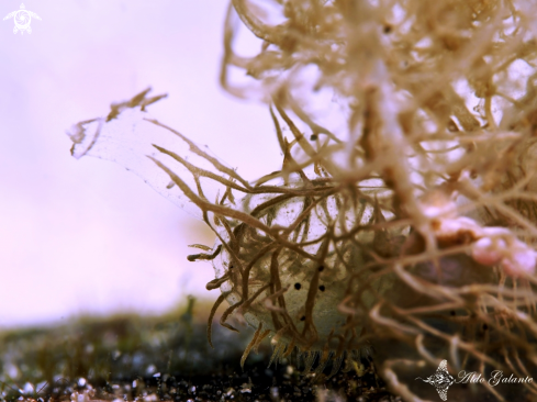 A Melibe Nudibranch