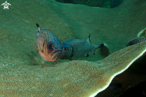 A Hard coral and violet soldierfishes