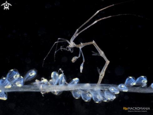 A Skeleton Shrimp