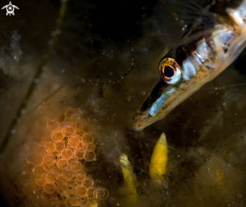 A Fifteen spined stickleback