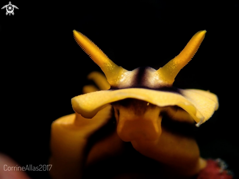 A Chromodoris boucheti | chromodoris nudi