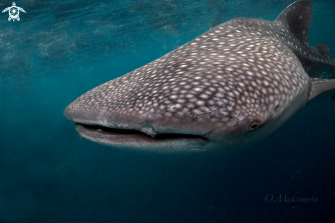 A Whale Shark