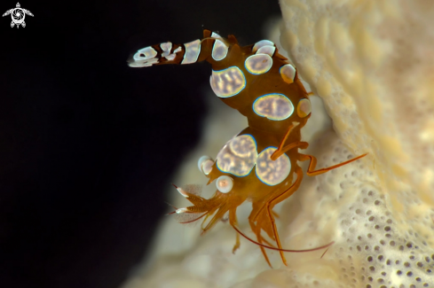 A Sexy Shrimp (Thor amboinensis)