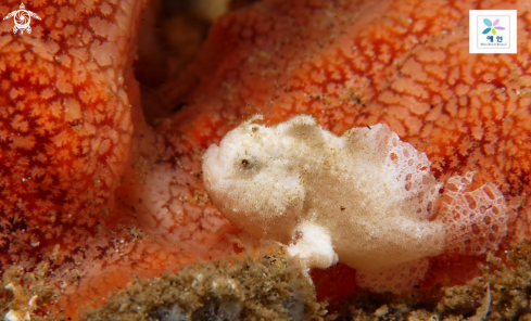 A frog fish