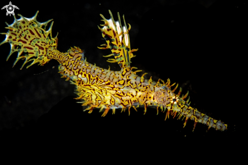 A Ornate ghost pipefish