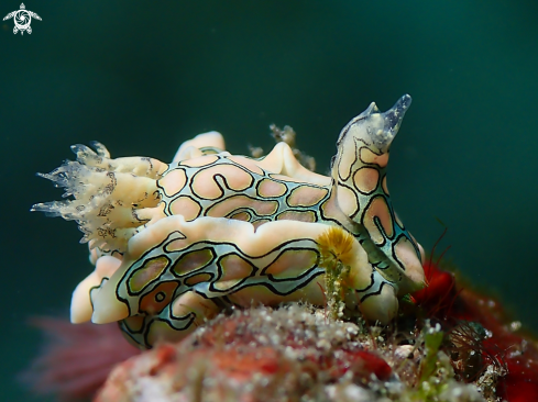 A Nudibranch