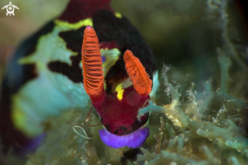 A Nudibranch Nembrotha chamberlaini