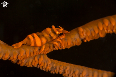 A Anker’s Whip Coral Shrimp (Pontonides ankeri)