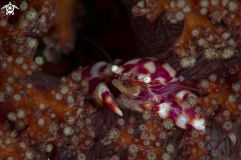 A Soft Coral Porcelain Crab (Lissoporcellana nakasonei) carrying the eggs
