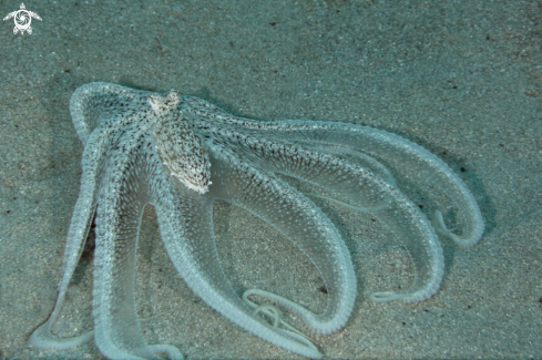 A Longarm octopus (Octopus sp. 2)