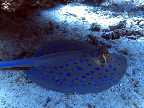A Blue spotted ribbontail ray