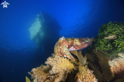 A Cuttlefish