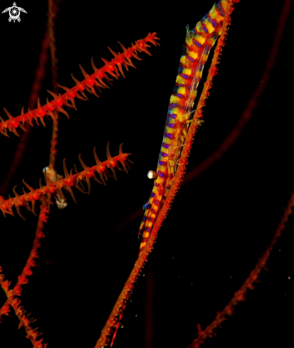 A Tozeuma armatum | saw blade shrimp