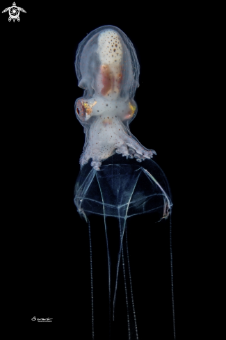 A Paper Nautilus Male 