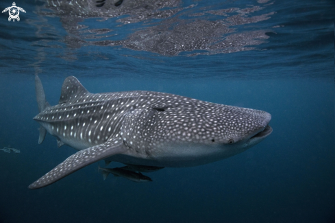 A Whale Shark