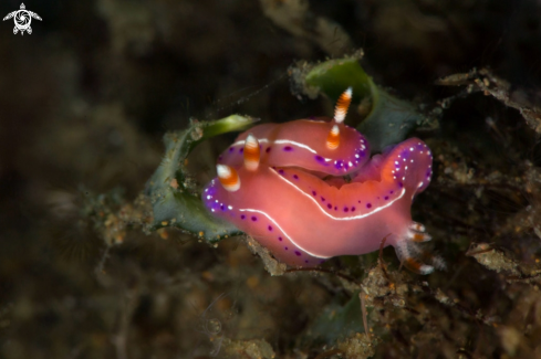 A Nudibranch Thorunna australis