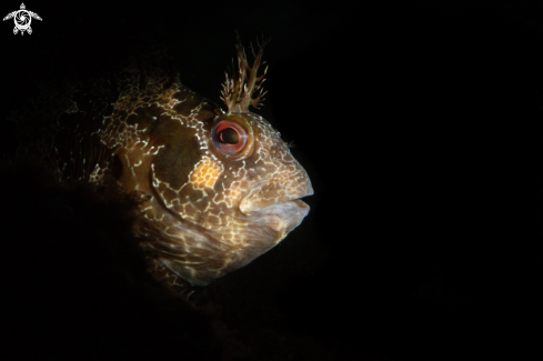 A Tompot blenny