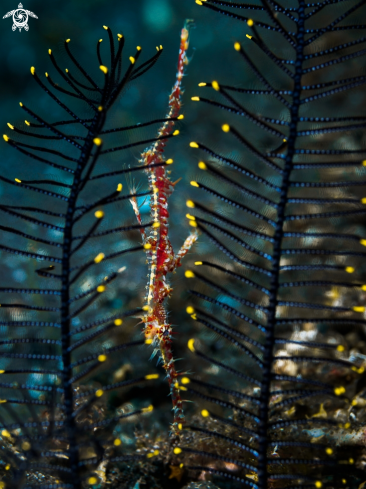 A Solenostomus paradoxus | Ornate Ghost Pipefish