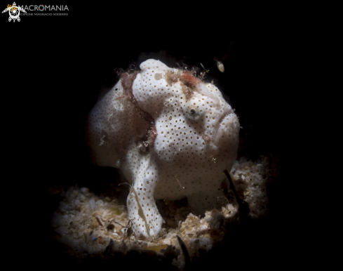 A  Warty Frogfish 