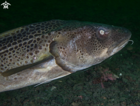 A Atlantic cod