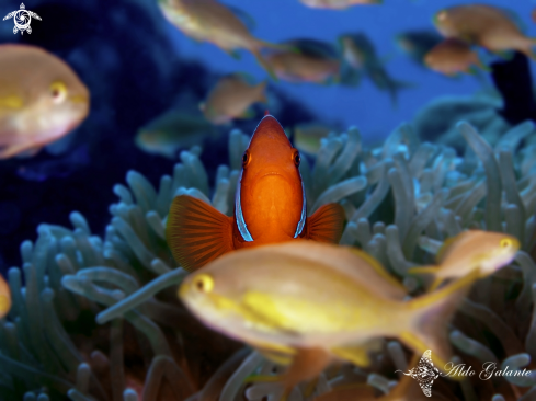 A Tomato Clownfish 