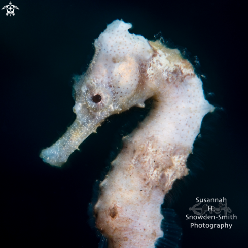 A Hippocampus reidi | Seahorse