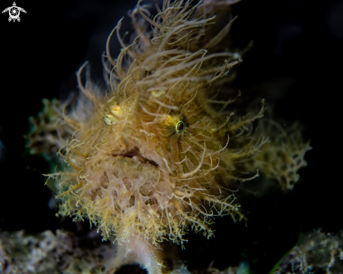 A Antennarius stratus | Hairy frogfish