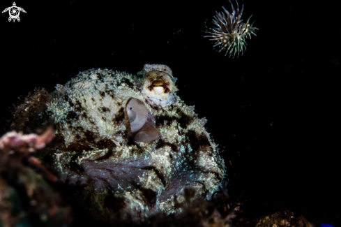 A Coconut octopus and Lionfish