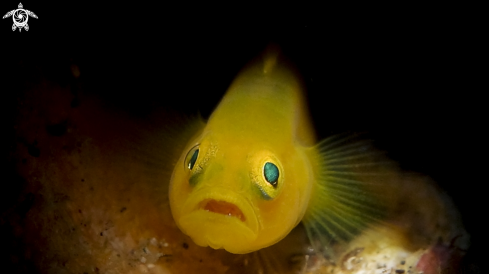 A Gobiodon okinawae | Yellow Clown Goby