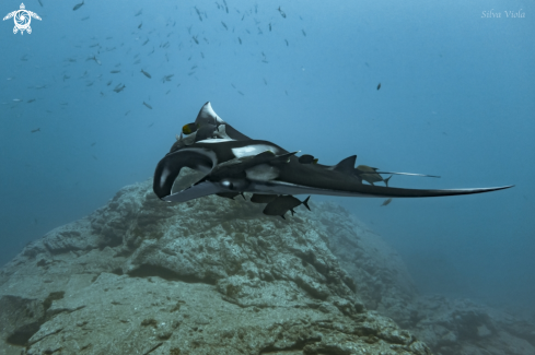 A Mobula Birostris | Giant Oceanic Manta