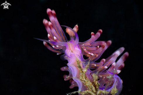 A Nudibranch Coryphellina rubrolineata